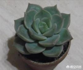 王玉珠帘多肉植物图片:这是什么品种的多肉植物？