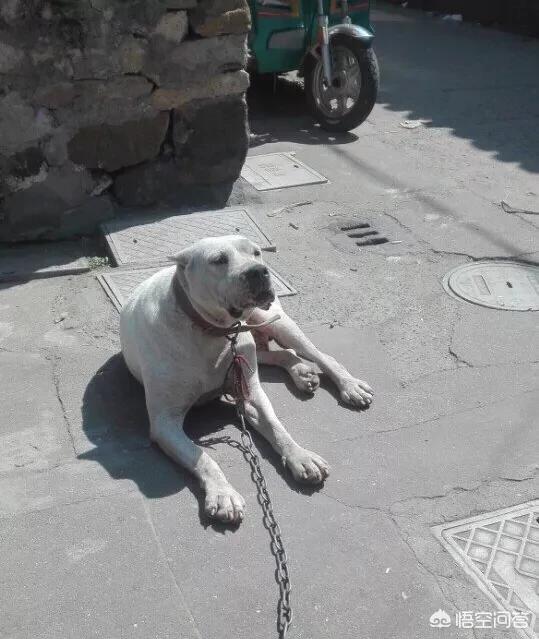杜高犬打架视频:藏獒可以打得过杜高犬吗？为什么？