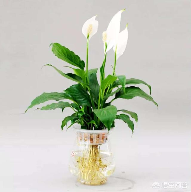 水培植物营养液配方:水培蔬菜营养液配方是什么？