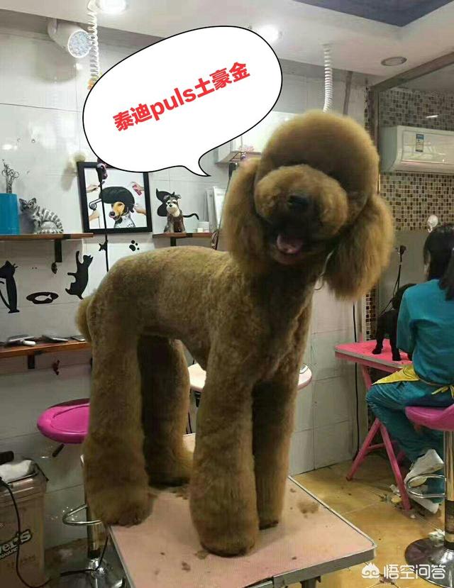 养条狗搞我:别人总是骂我是狗，怎么办？