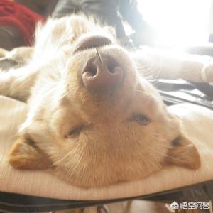 头条问答 成年中华田园犬盆骨粉碎性骨折 还有得救吗 12个回答