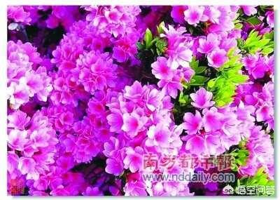 嫣红色是什么颜色？:朱红色是什么颜色 第4张