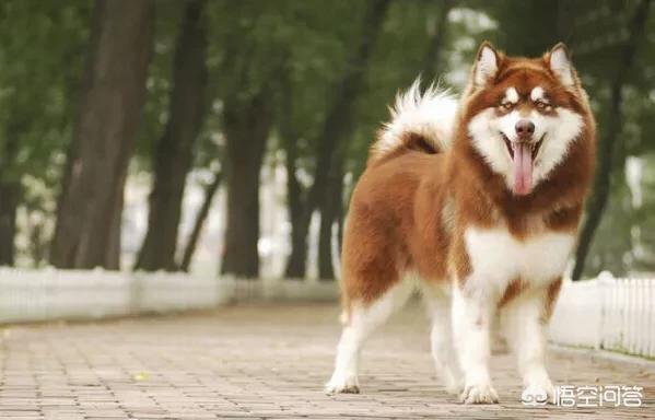 红色阿拉斯加雪橇犬好养吗:养阿拉斯加需要注意什么？ 阿拉斯加雪橇犬好养吗?