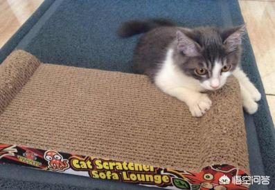 黑色雪鞋猫:领养的小猫咪爱咬鞋子怎么办？