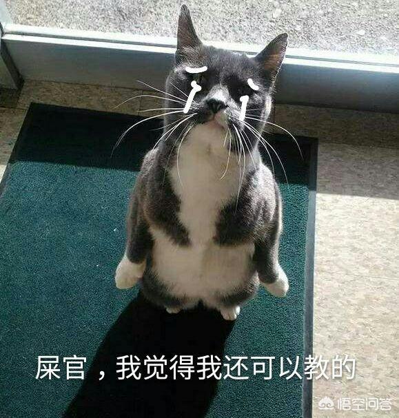 猫指甲套对猫的危害是什么:如果猫剪了指甲，对猫有什么影响？