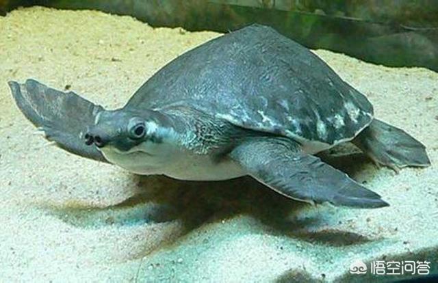 魟鱼能和猪鼻龟混养吗:猪鼻子龟和金龙鱼可以混养吗？