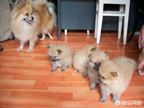 博美犬怎么养才能好:博美犬怎么样，养好博美犬的饲养方法？