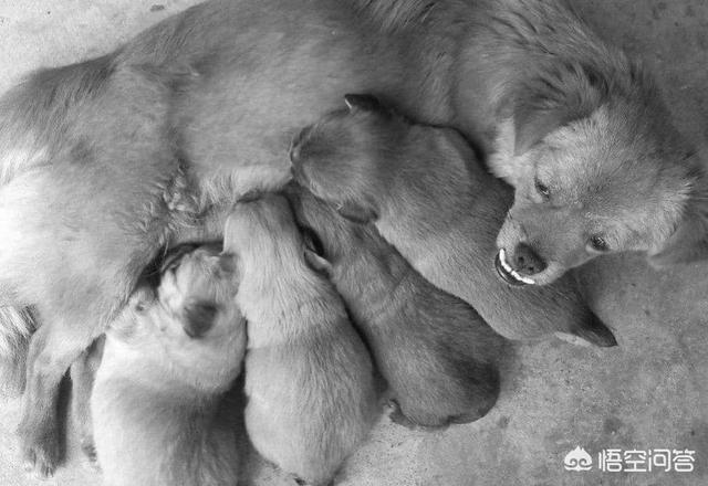 可卡犬图片大全:小时候你都养过什么小动物？