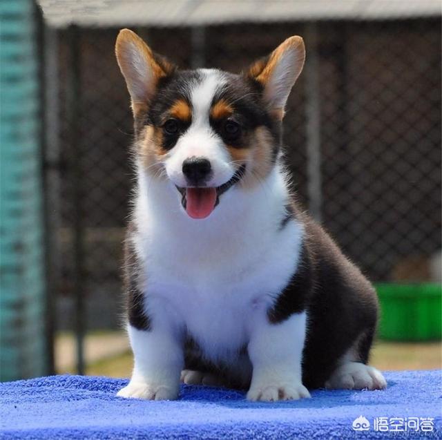 宠物狗大白熊好养吗:宠物狗大白熊 中华田园犬好养吗？它们有什么样的优点？