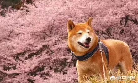 淘宝狗粮肾衰:淘宝上那些很便宜的猫粮靠不靠谱？