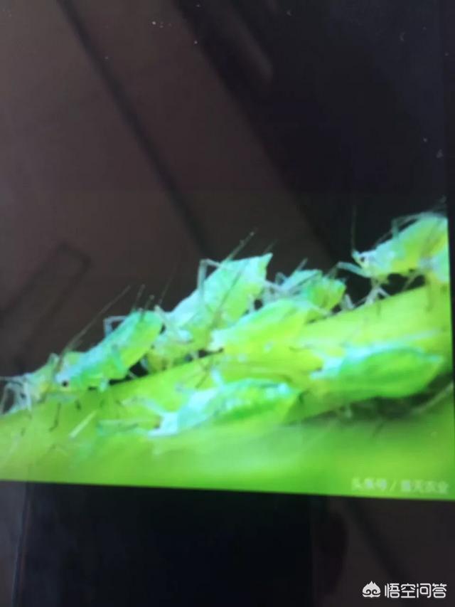 绿宝树 蚜虫:怎么防治果树的蚜虫、红蜘蛛？