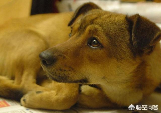 中国冠毛犬图片:哪些品种的狗狗是中国狗？