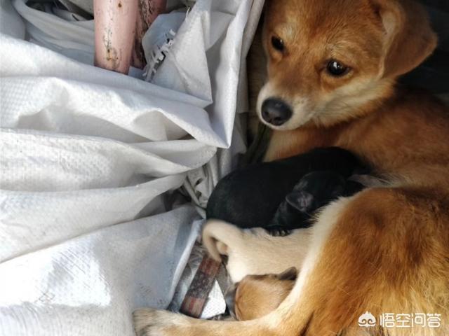 宠物知识:你是会教宠物一些基本知识（譬如握手）还是让他顺其自然成长？ 宠物知识大全整理