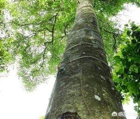 沉香木产地:沉香树的生长环境哪种比较好？