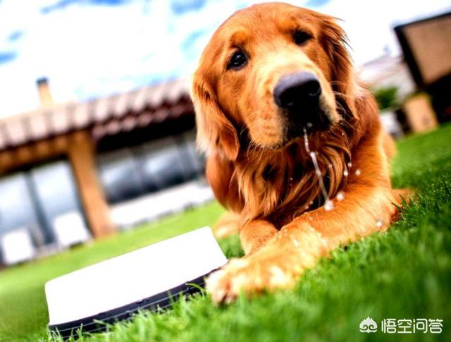 金毛犬有什么缺点？插图32