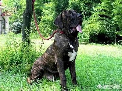 黑狼犬和杜高犬打架视频:世界被禁养的十大猛犬，藏獒又能排的上第几呢？