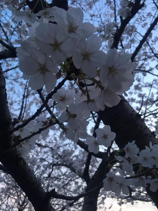 小说写作软件,最常用的小说写作软件有哪些？