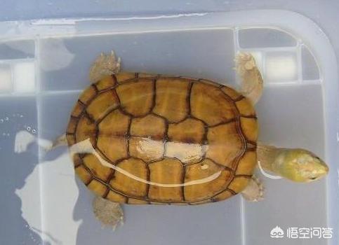黄喉拟水龟:有人给解释一下黄喉龟的品种划分么？ 黄喉拟水龟