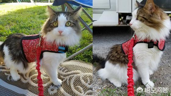 戴更基说不溜猫:有玩猫和老鼠手游的小伙伴吗？可以指导一下怎么玩吗？