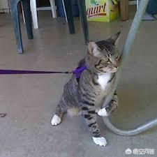 戴更基说不溜猫:有玩猫和老鼠手游的小伙伴吗？可以指导一下怎么玩吗？