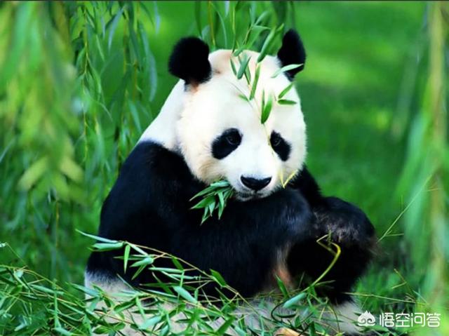 熊猫是食肉动物吗，熊猫在熊科动物中战斗力能排第几