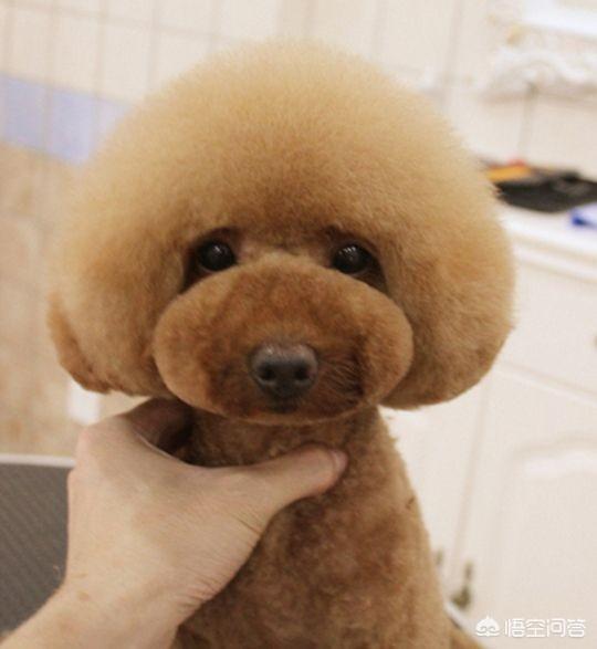 斗狗训练斗性:如何提高拉布拉多的凶猛程度？