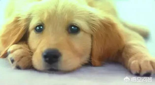 狗瘟早期症状有哪些:狗瘟的初期症状有哪些 如果狗狗得了犬温、第一症状是什么？