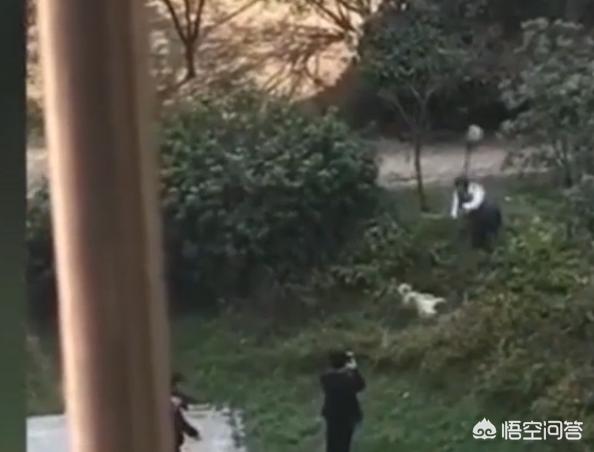 保安遭恶犬攻击视频:如何看待小区保安驱逐流浪狗，用铁锹残忍将其拍死？