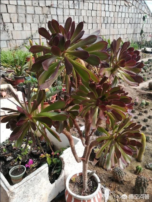 头条问答 - 黑法师原始种养了两个星期叶子都掉光了,怎么办?(1个回答)