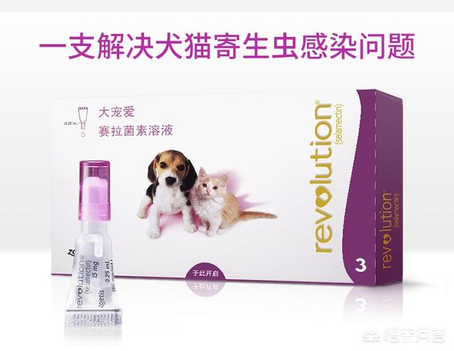 怎么给猫猫吃驱虫药:给猫咪驱完虫，该注意什么？