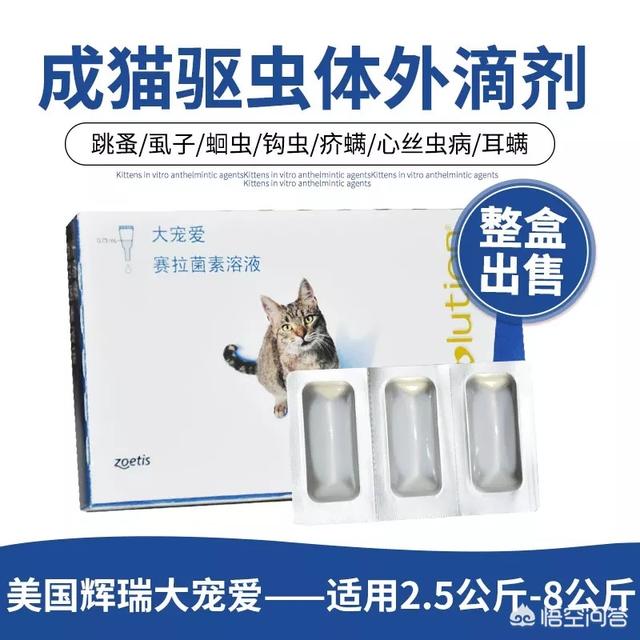 怎么给猫猫吃驱虫药:给猫咪驱完虫，该注意什么？