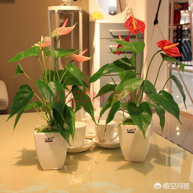 铁线蕨图片:家里的小角落摆什么植物最合适？