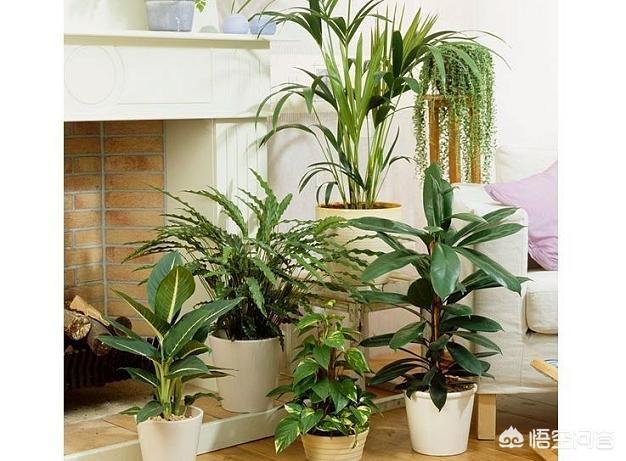 铁线蕨图片:家里的小角落摆什么植物最合适？