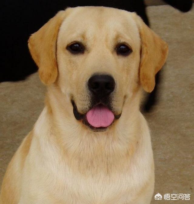 狗结膜吸吮线虫:狗结膜吸吮线虫吃驱虫药可以吗 人畜共患眼线虫——结膜吸吮线虫？