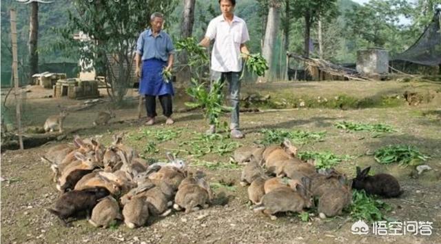 野兔养殖:农村养殖野兔有前景吗？如何养？