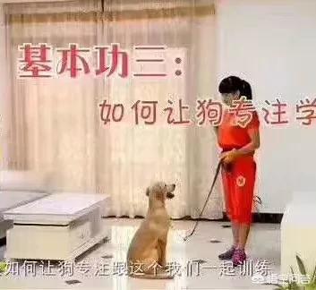 狗指甲套:对狗狗做哪些事等于让狗狗“慢性自杀”？