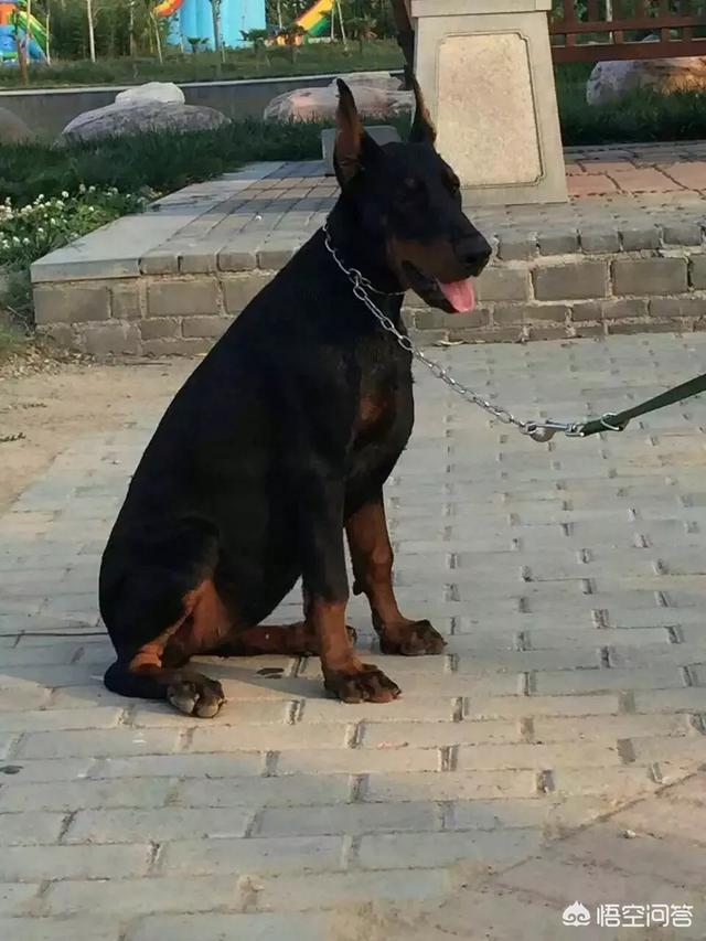 德系成年杜宾犬图片:德国大型杜宾犬图片 美系杜宾和德系杜宾有何不同？