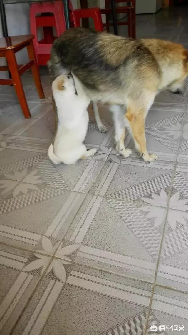 中华田园犬图片简笔画:你见过哪些长得特别好看的中华田园犬？