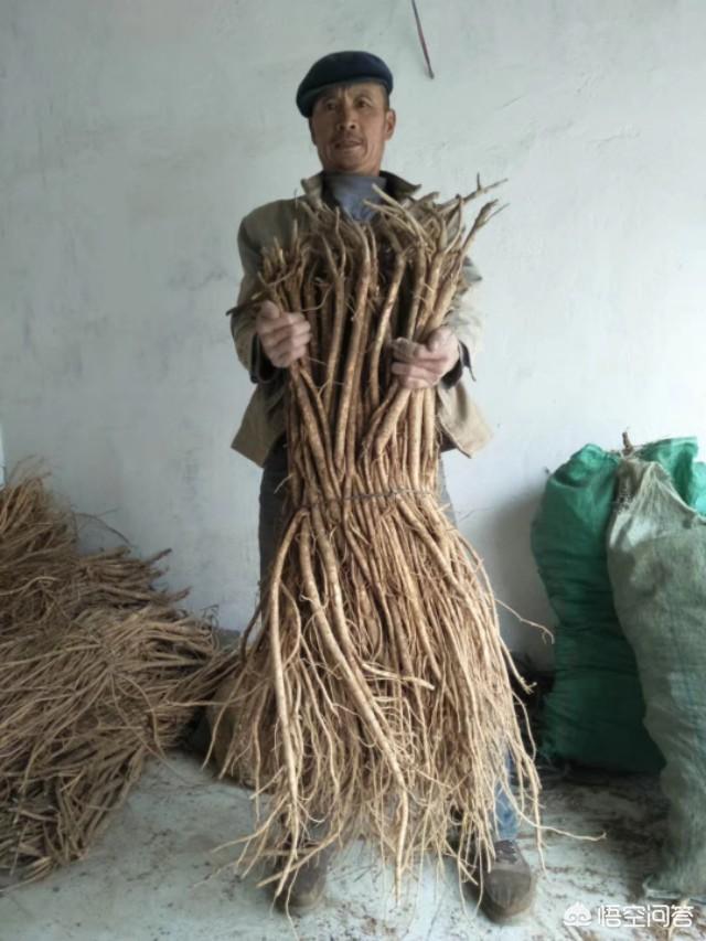 中草药种植的亩利润平均处于什么水平？