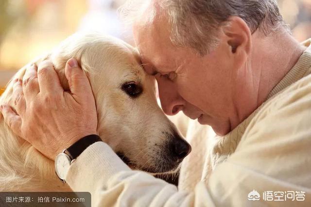 盛来知老年犬粮:老年犬应该吃什么狗粮比较好？ 冠能老年犬粮辨别真假