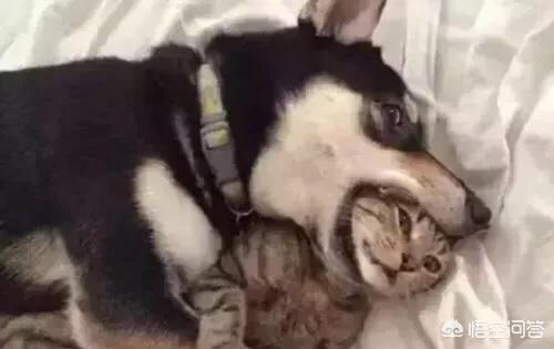藏獒考点发狂咬人腾讯:藏獒的价格低了，为什么喂养的人还是越来越少？为什么？