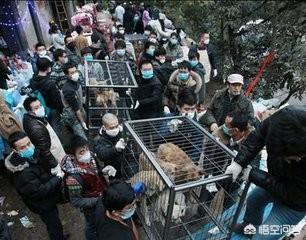 高速路拦车救狗被刑拘:高速拦车救狗，拦车者负什么法律责任？
