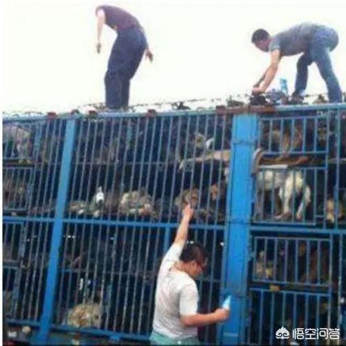高速路拦车救狗被刑拘:高速拦车救狗，拦车者负什么法律责任？