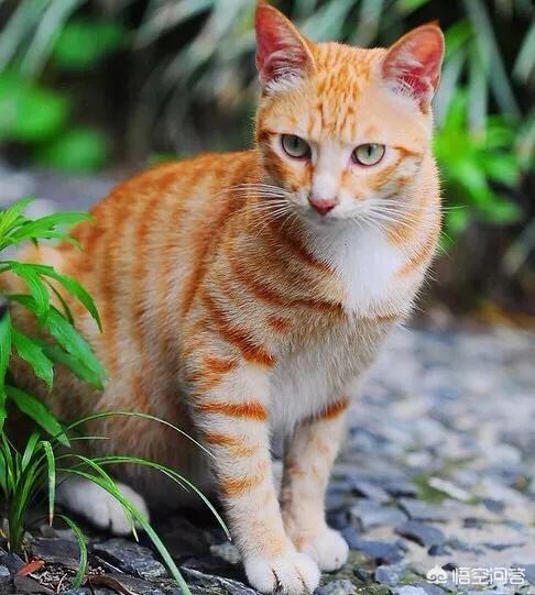虎斑暹罗猫繁殖配色表:为什么感觉暹罗猫比较少人养？