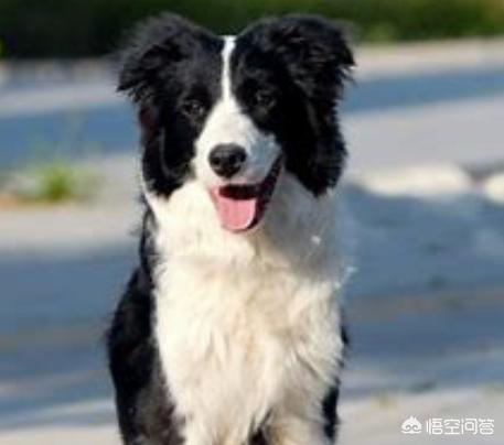 单身的人出门散步太孤独,想养一狗,颜值高一点的,不知道哪个品种好？