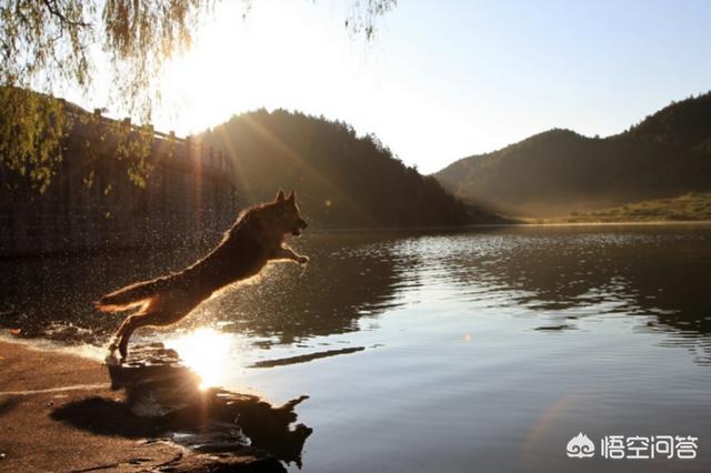 长春民间德牧狗狗:德国牧羊犬，“纯种犬”和“串串犬”如何区分？