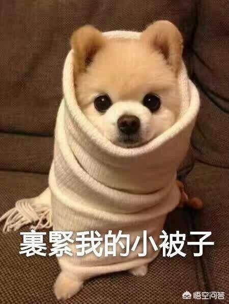 警犬狗链子怎么戴:请问各位养汪的朋友，我家狗狗不爱带项圈怎么办？ 警犬专用狗脖套怎么戴