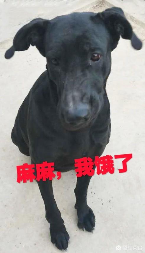山东墨界黑狼58同城网:黑狼犬贵吗?黑狼犬多少钱一只？