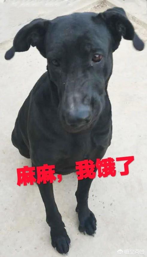 黑狼犬适合家养吗:黑狼犬贵吗?黑狼犬多少钱一只？