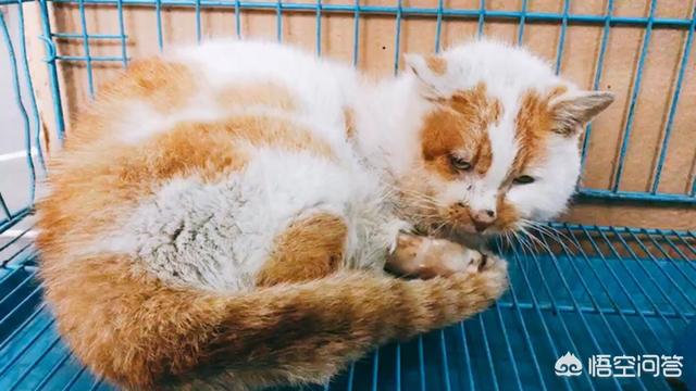 猫猫安乐死的方法:有哪些预防家里猫猫狗狗被人药死的方法？